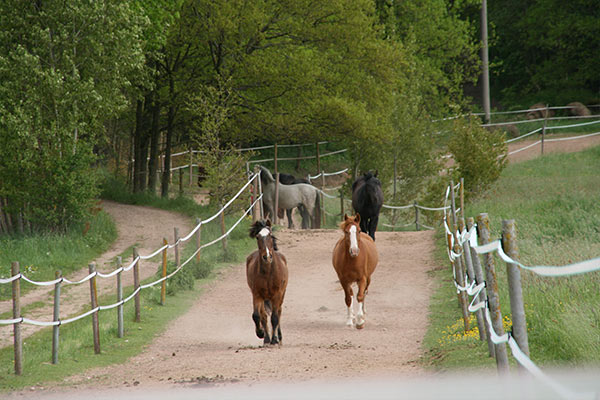 Auf dem Pferdehof bekommen die Tiere viel Bewegung.