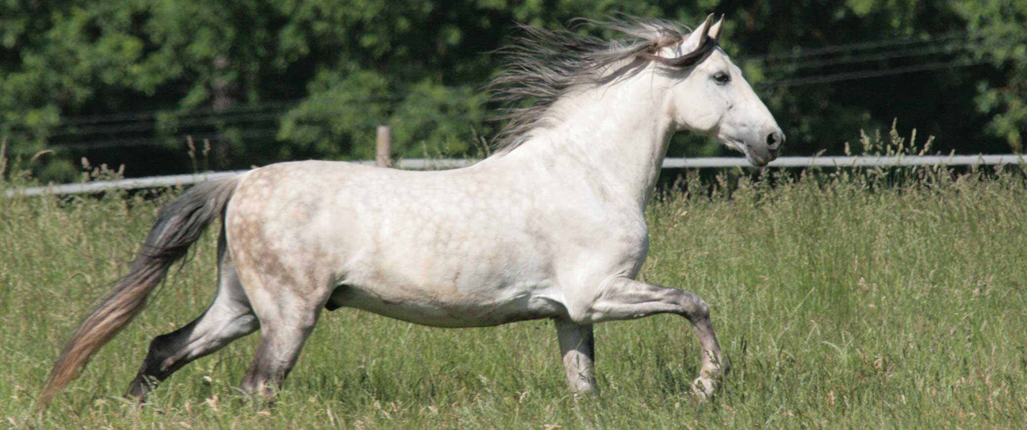 Ein Pferd auf dem Pferdehof