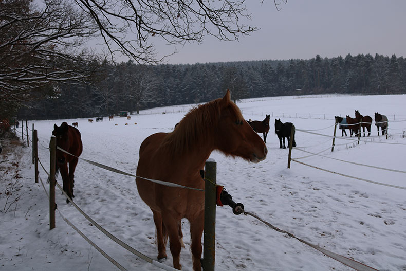 winter