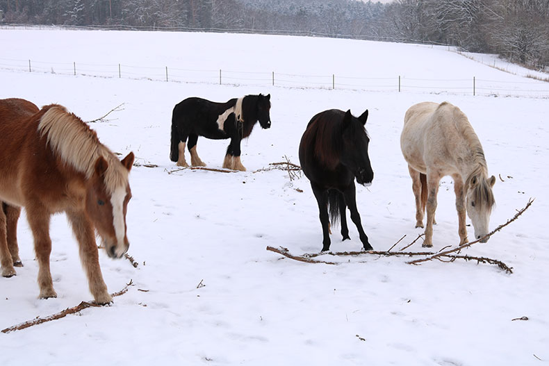 winter