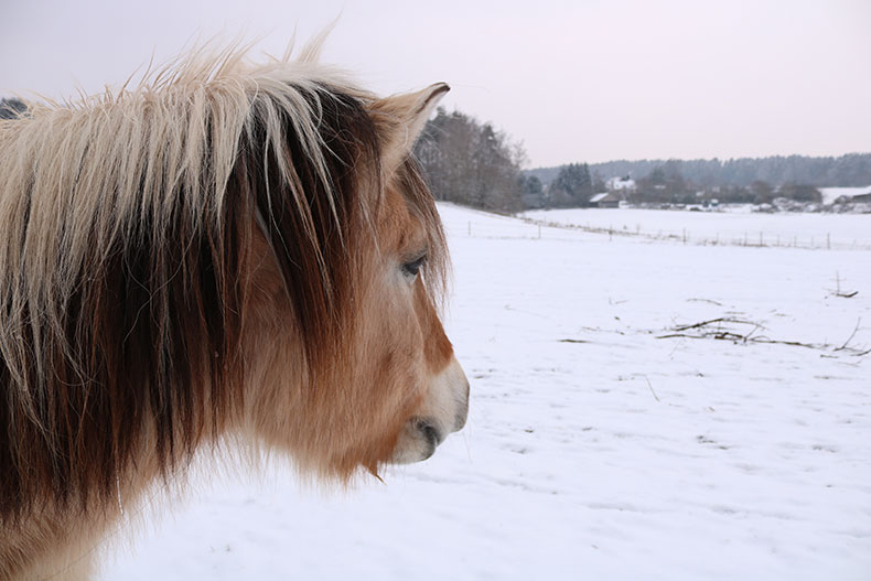 ein Pferd im Schnee