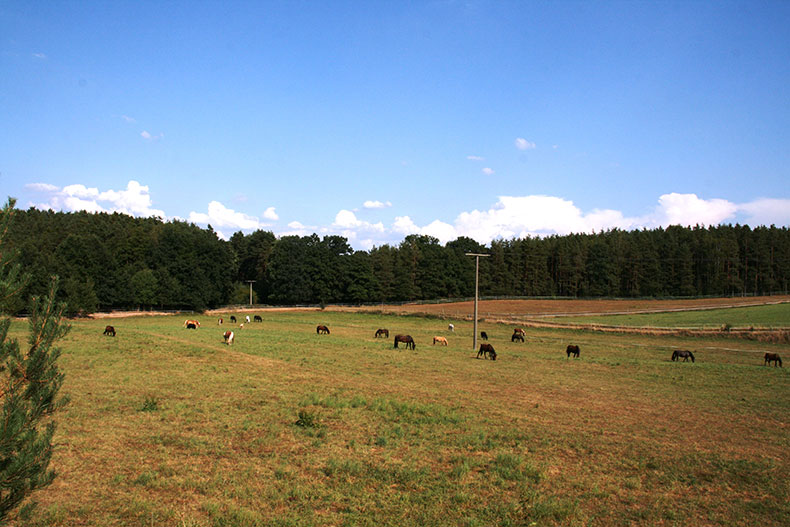 pferde in bewegung